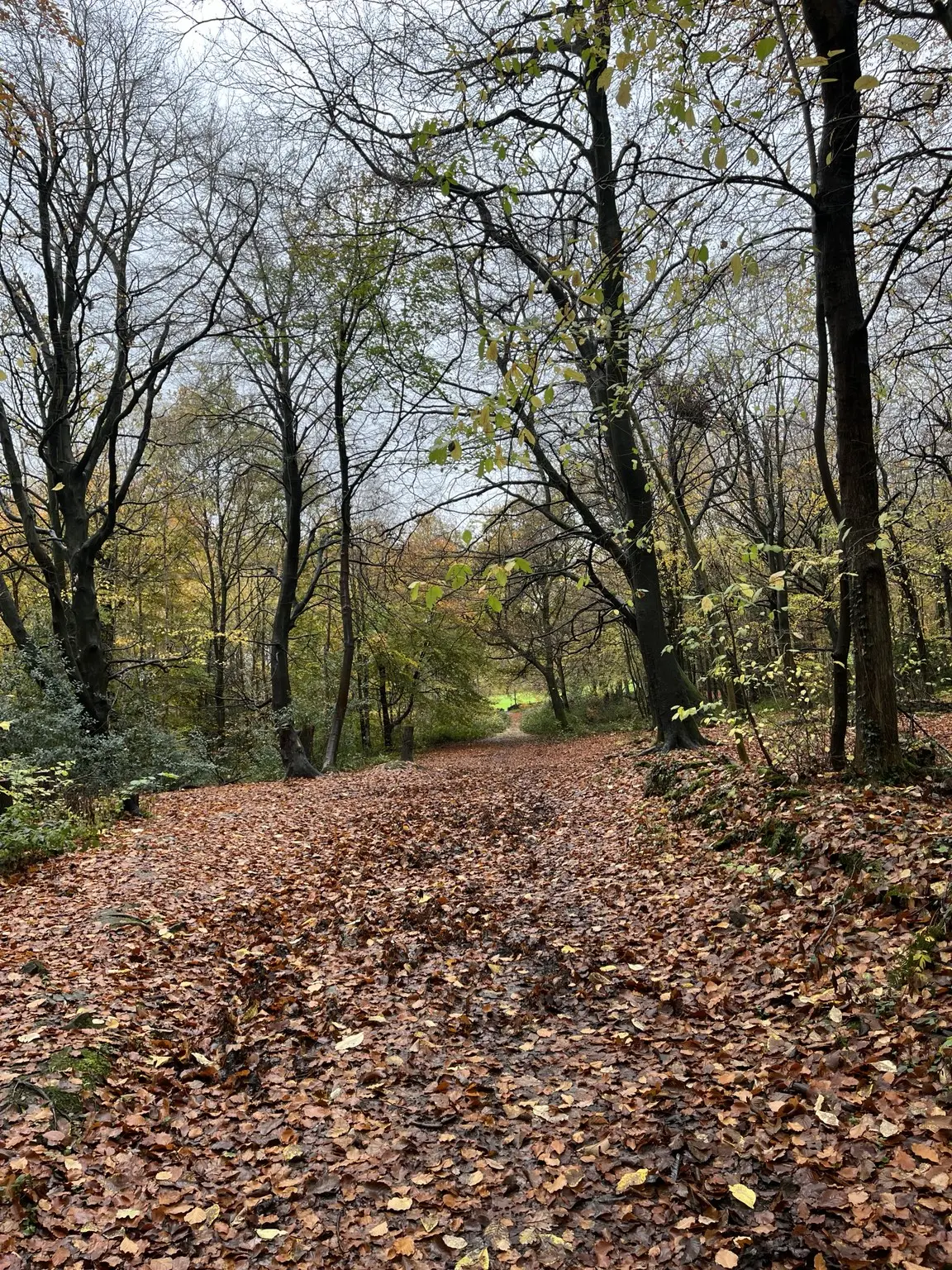 A leaf-covered path leading into an autumn wood