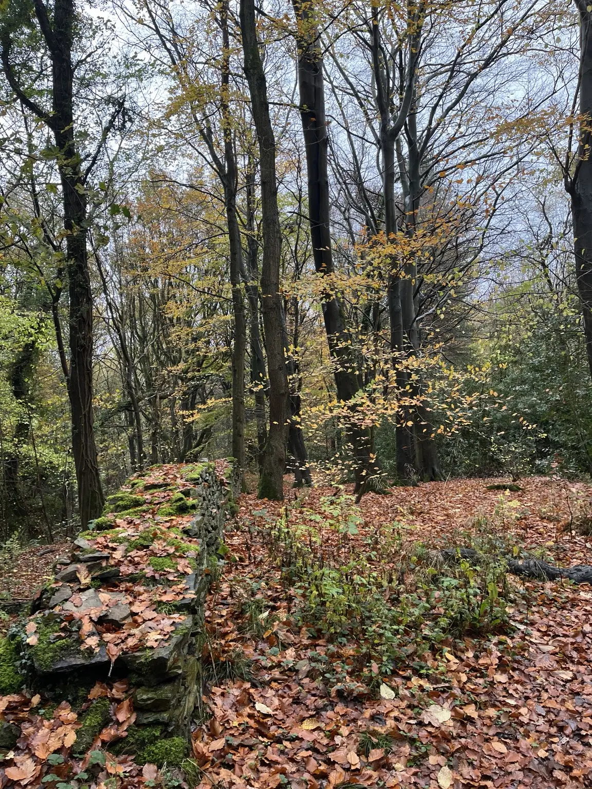 Young autumn leaves glowing among tall trees