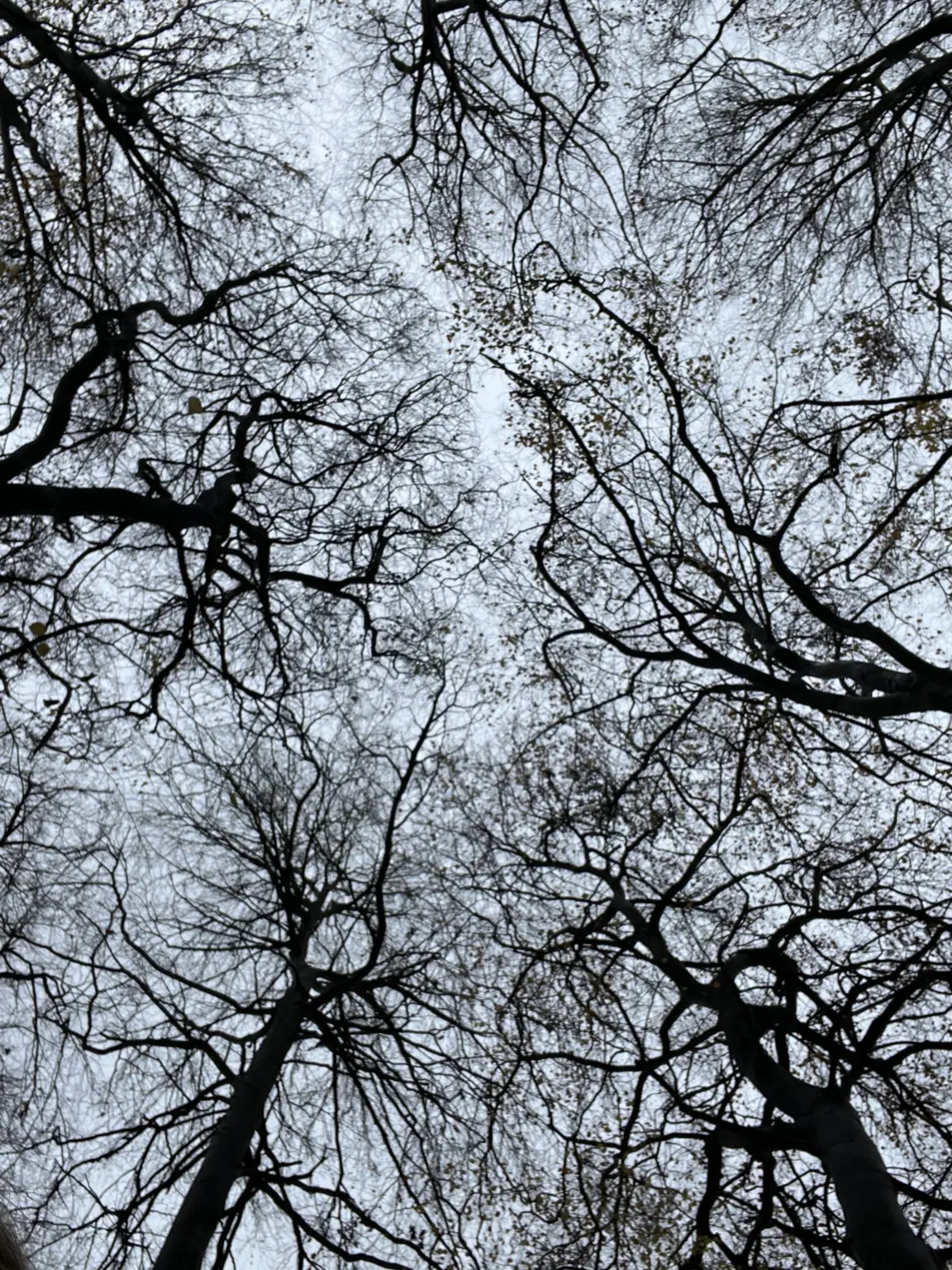 Dark bare branches opening onto a pale sky