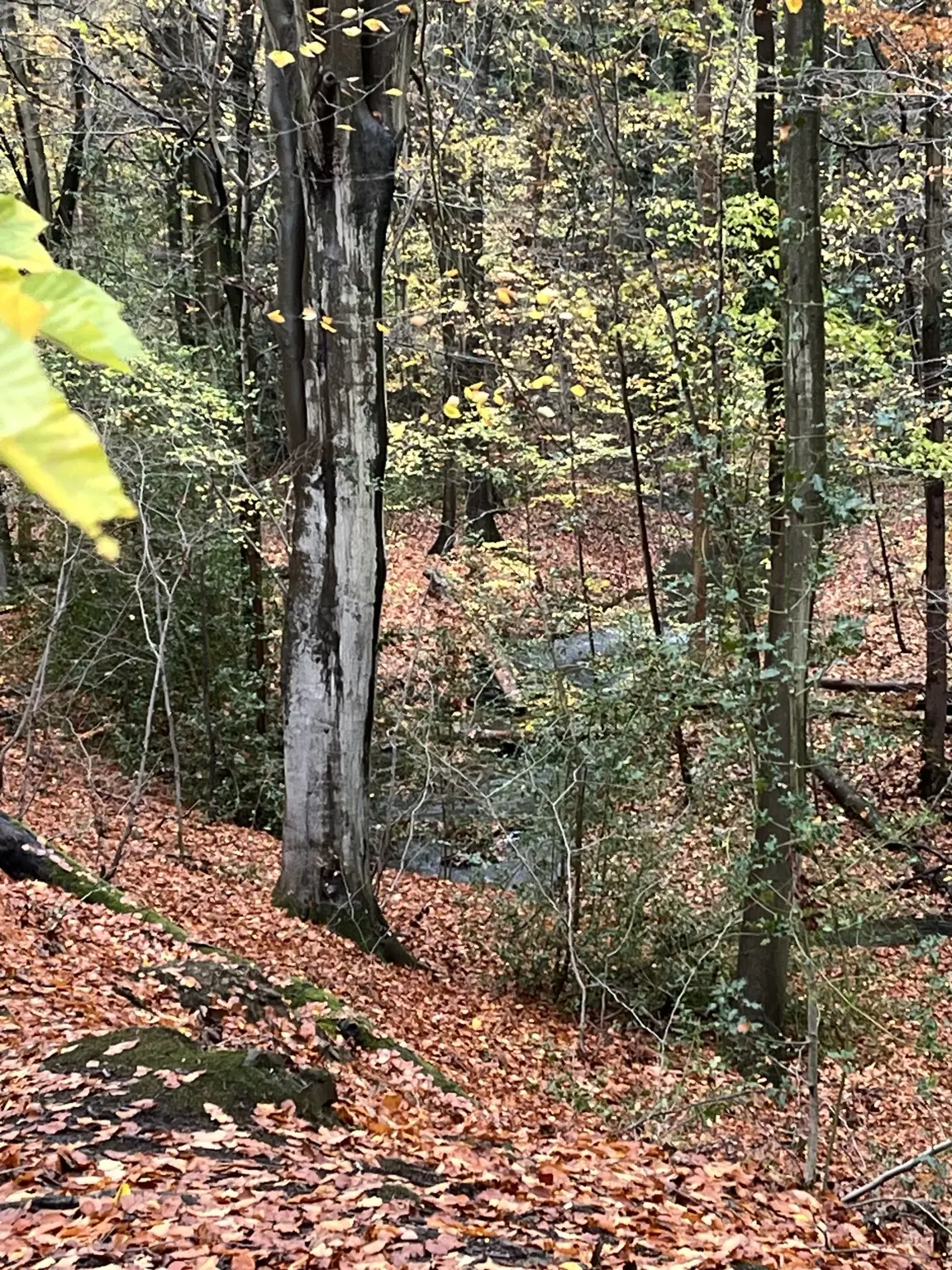 Copper leaves and green woodland on an autumn hillside