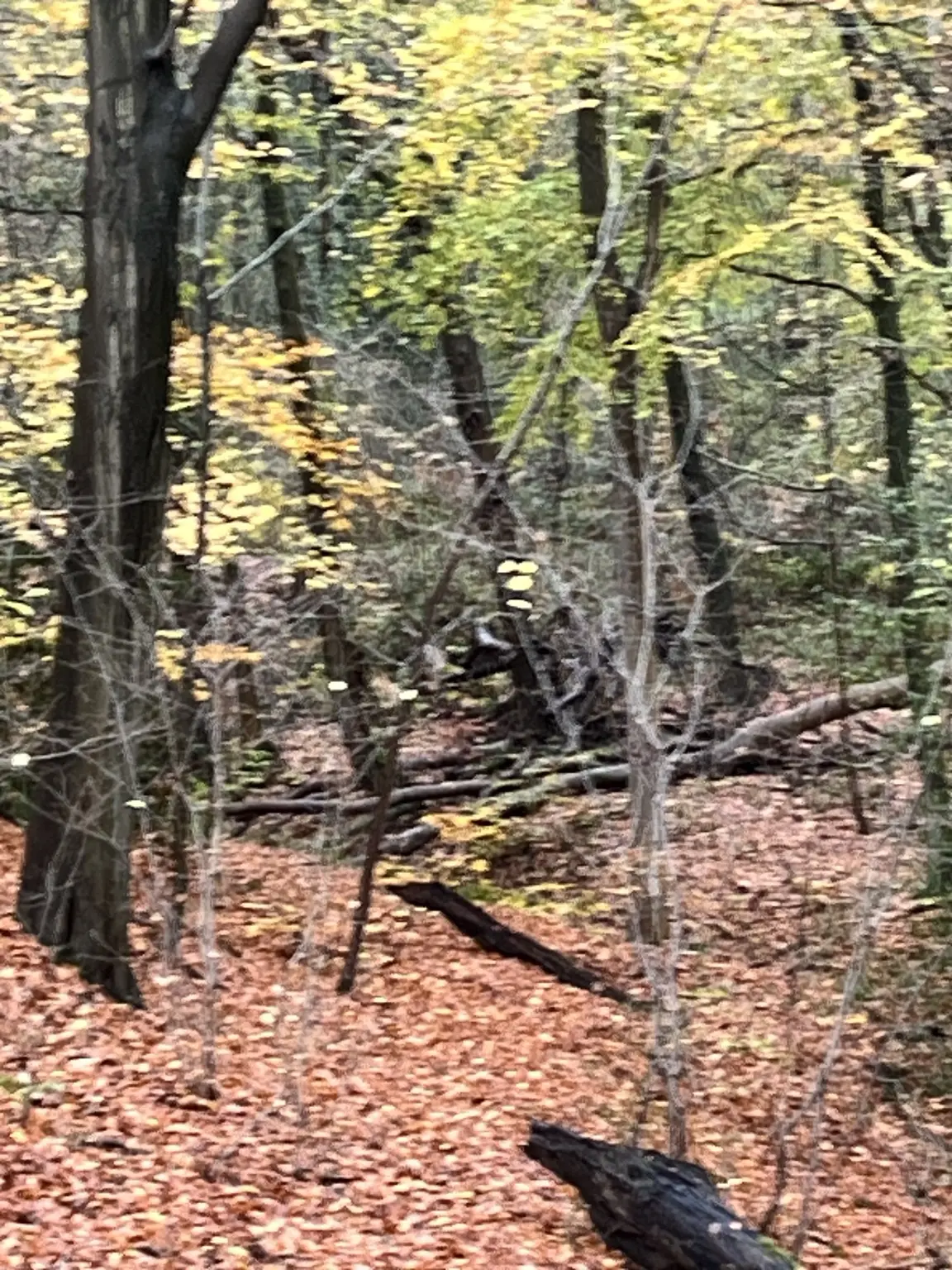 A russet woodland floor under slender trees
