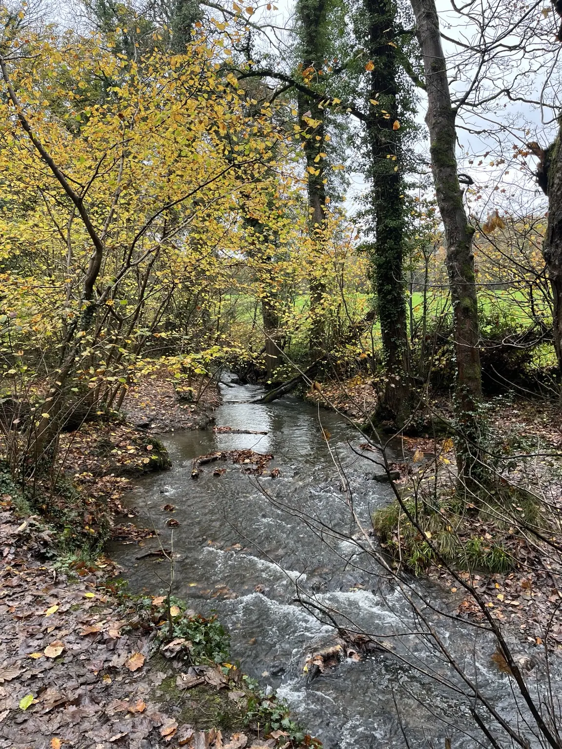 Fast woodland water beside yellow autumn leaves