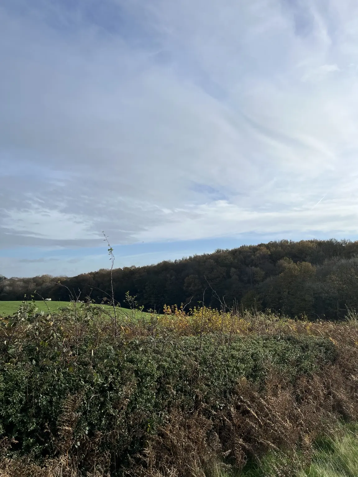 Blue autumn sky over a sunlit field and distant wood
