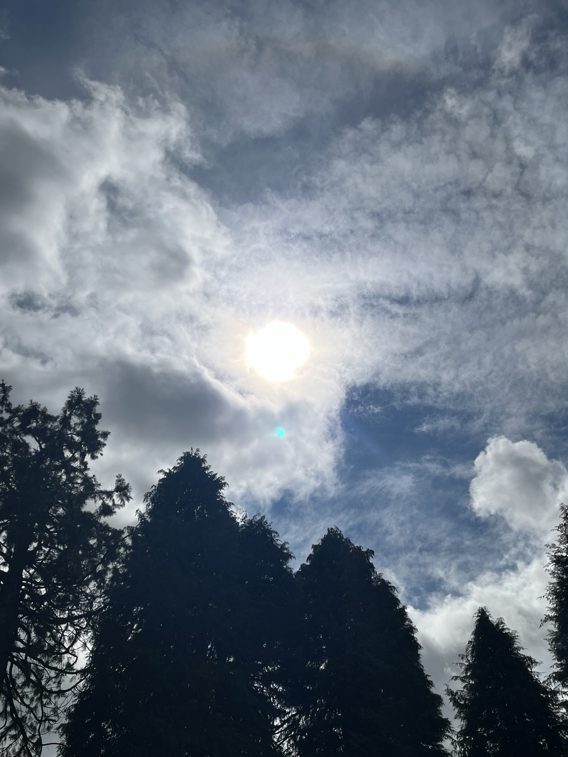 Autumn sun glowing through layered cloud above dark treetops