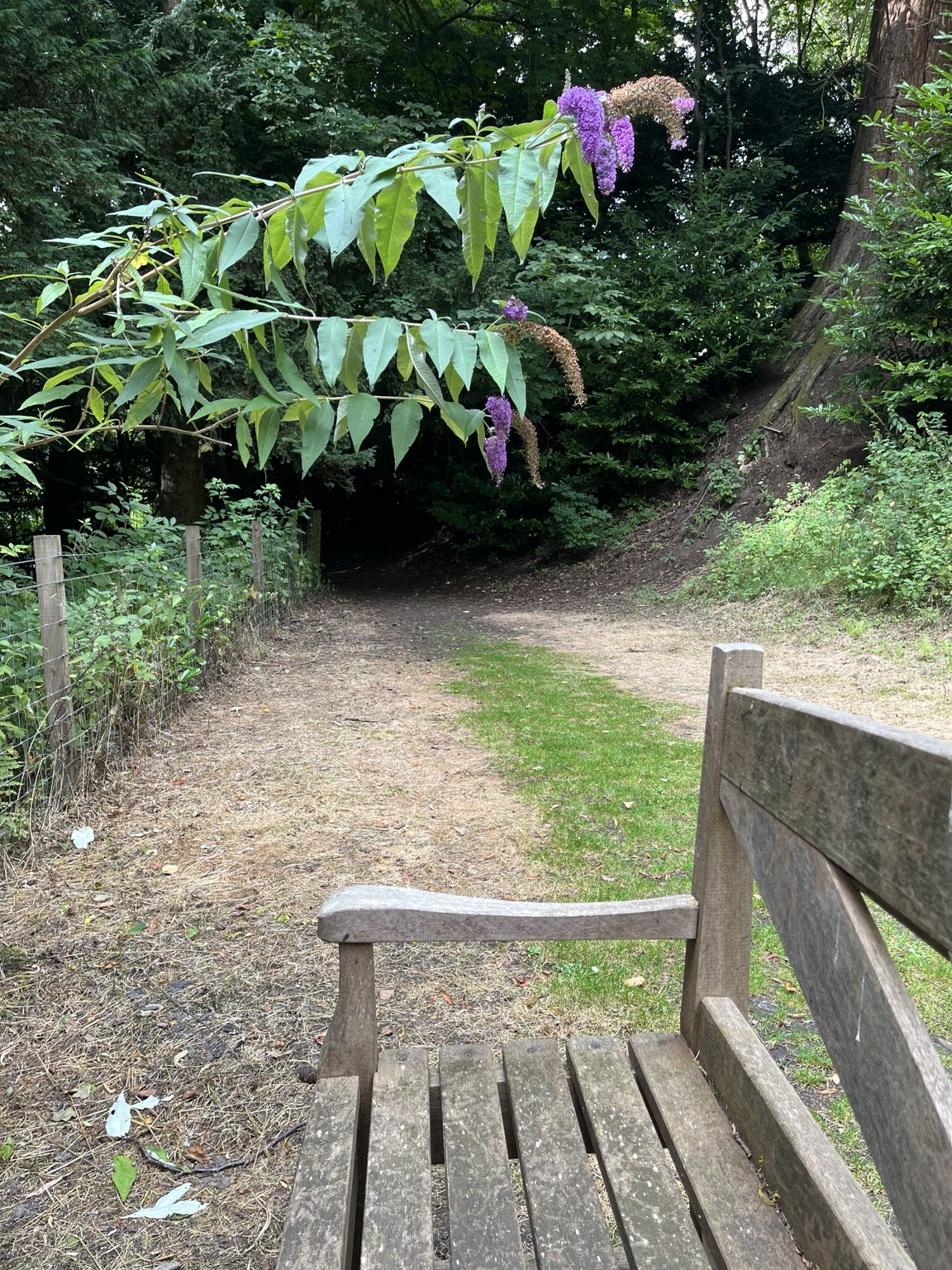 An empty wooden seat beside a woodland path and late purple flowers