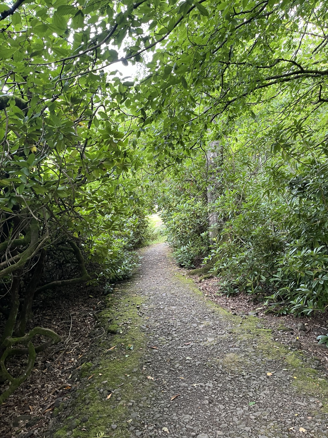 A woodland path entering a tunnel of green leaves