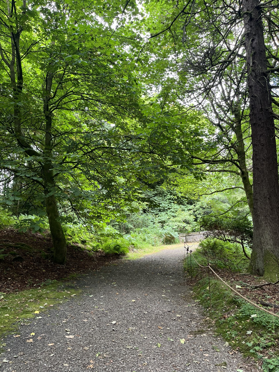 A quiet path leading beneath a green woodland canopy