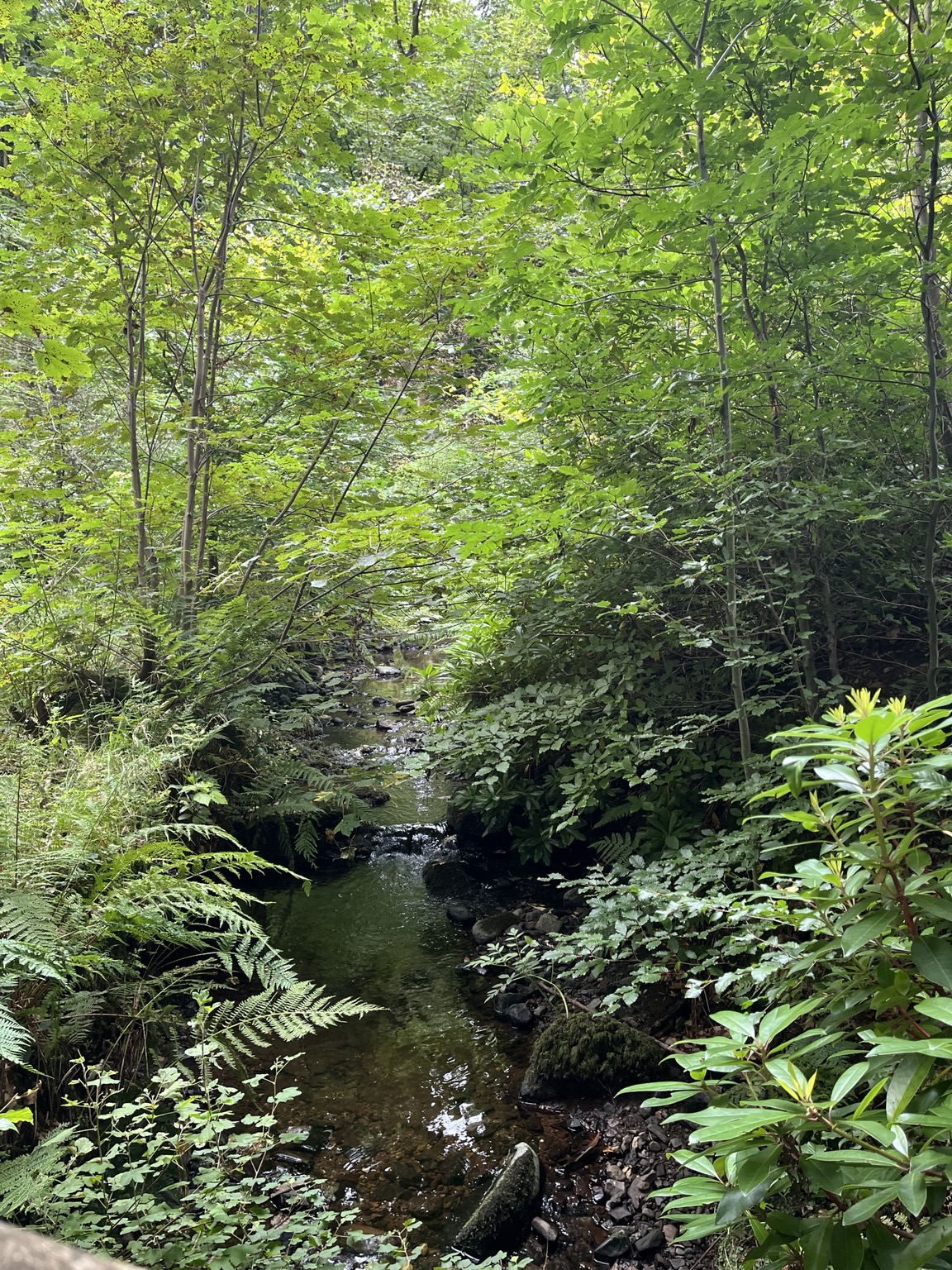 A quiet woodland stream reflecting the green canopy