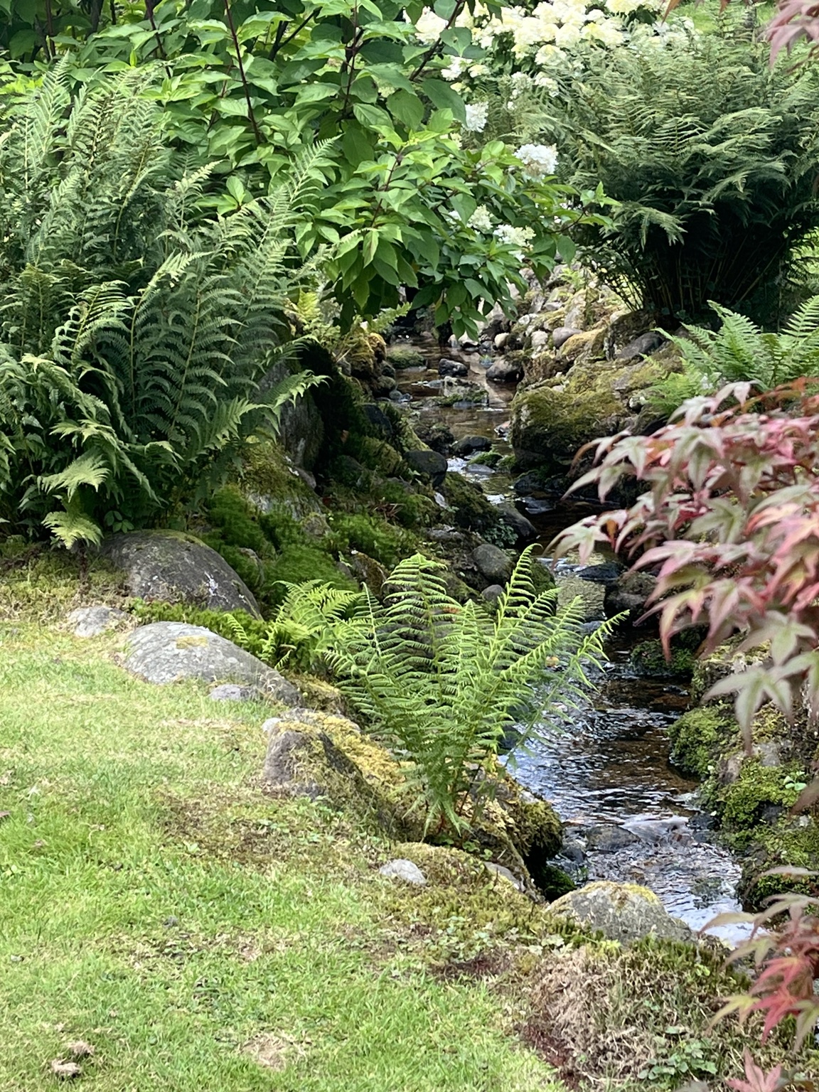 A narrow stream bordered by moss, fern and deep green leaves